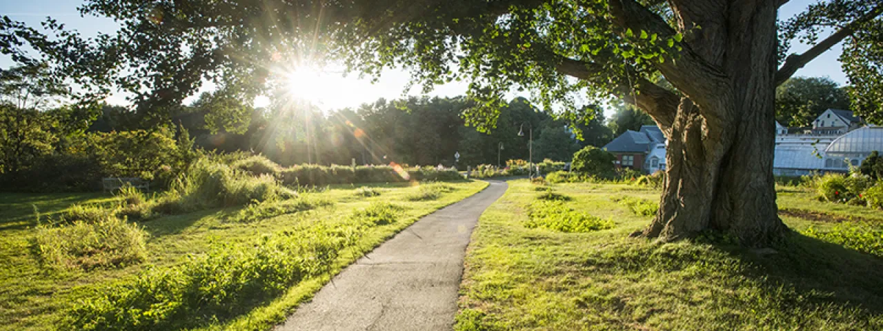 Campus pathway in the summer sun