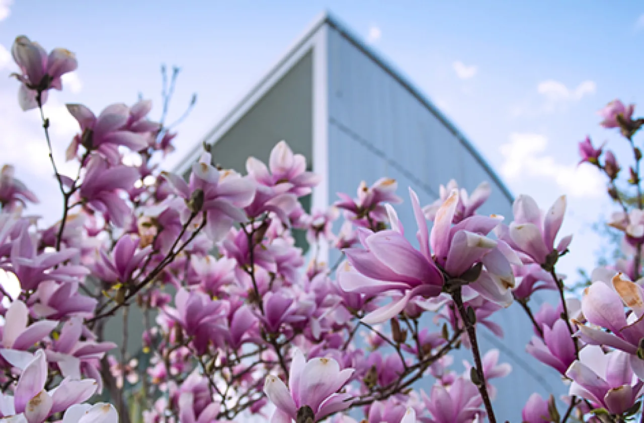 Purple spring flowers in front of the Campus Center