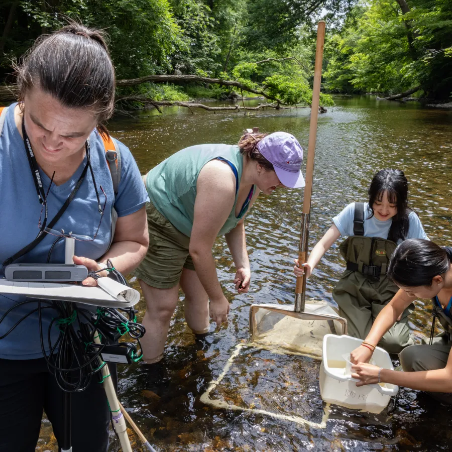 Professor Marney Pratt works with SURF students in the Mill River collecting microinvertabrates