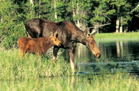 A moose and moose calf drinking from a stream