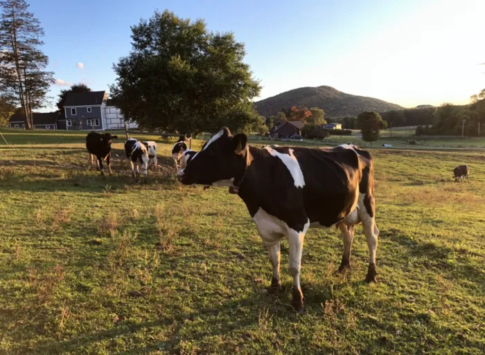 Cows in a field at Barstow Dairy