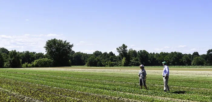 Queen's Greens Farm