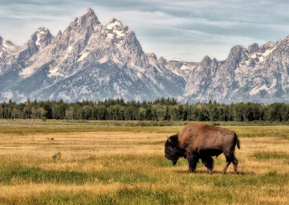 A buffalo grazing in a field with mountains in the background