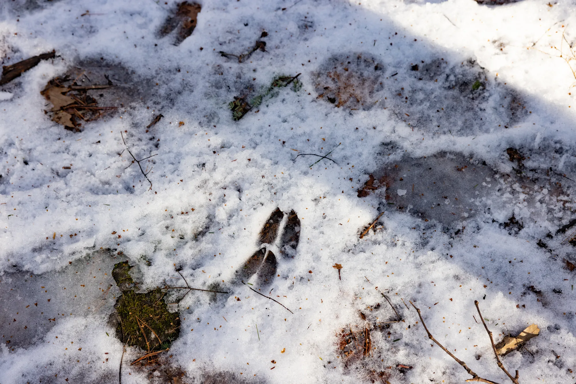An animal print in the snow