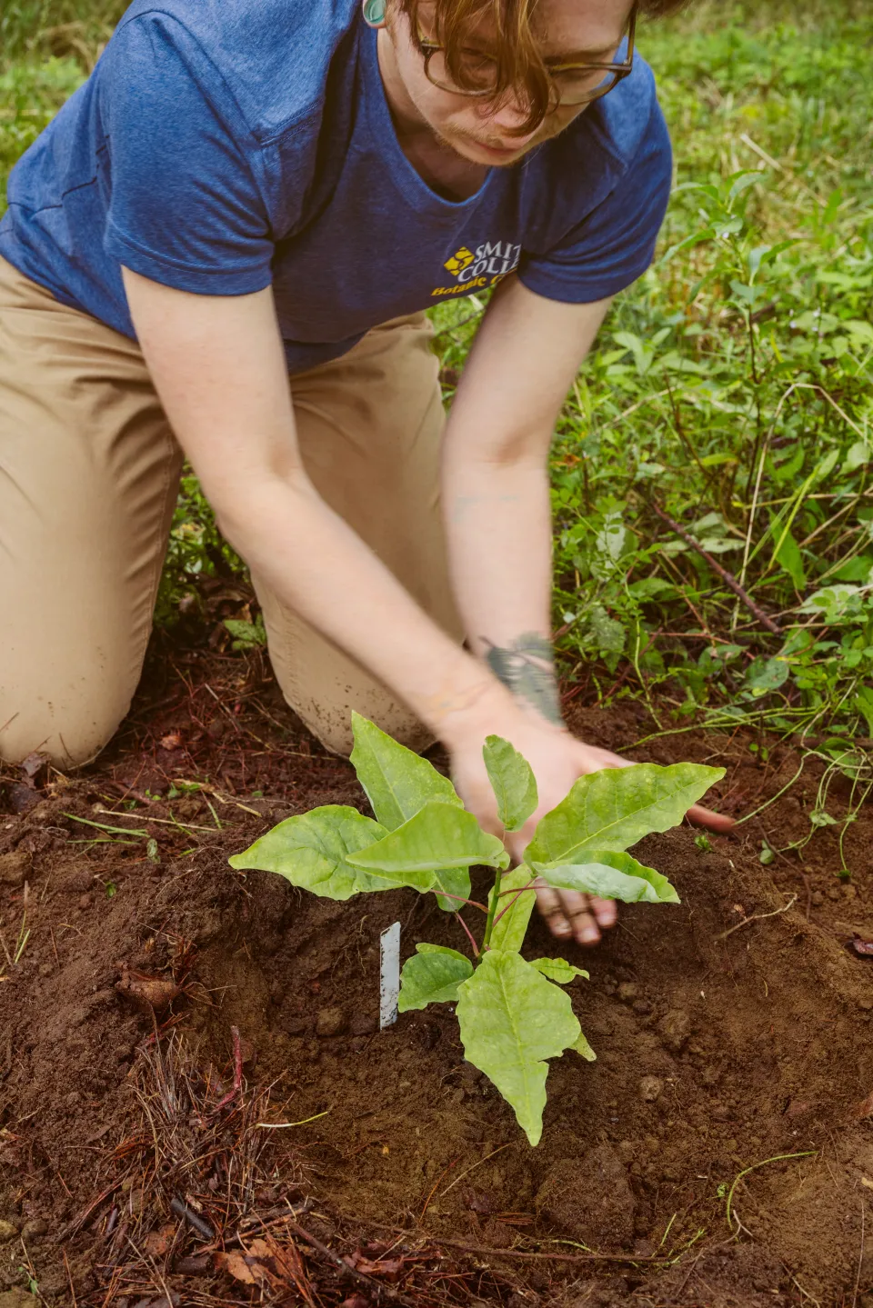 Avery Maltz AC plants the first magnolia that was cultivated as part of the new program. 