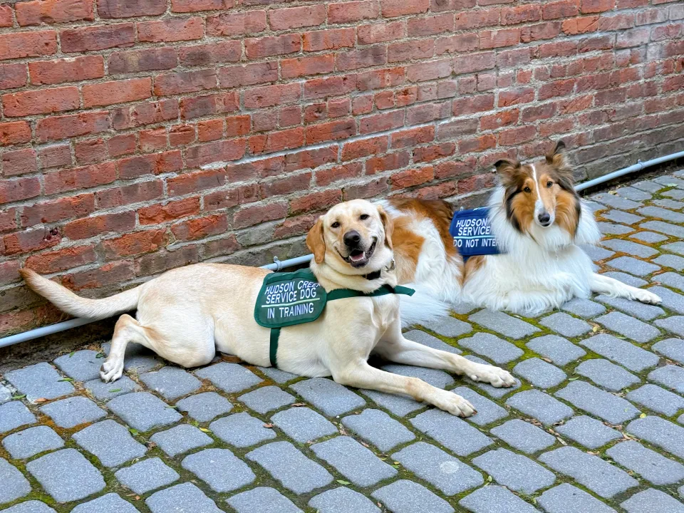 Service dogs Carly and Laila lay down next to each other.