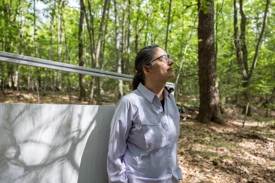 Smith Professor Mariana Abarca looks up at the trees in a spot chosen for moth monitoring at MacLeish Field Station.