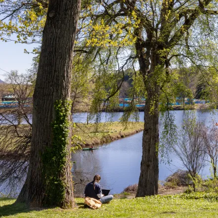 A student sitting under a tree by the pond, typing on a laptop